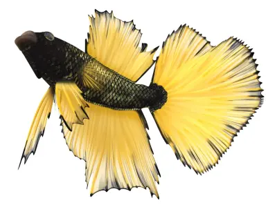 Coral Fishes Rigged Collection 2 for Cinema 4D 3D model