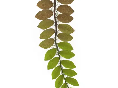 Salviniya ushastaya 3D model