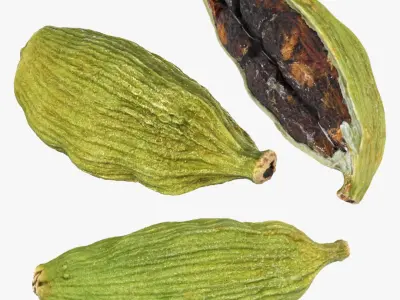 Cardamom Collection 3D model