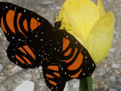 Procedural Butterfly Rigged Free low-poly 3D model