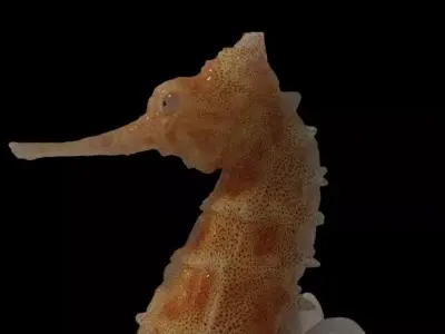 seahorse 3D model 2