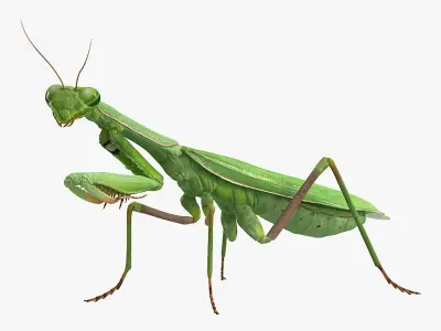  Mantis Religiosa Large Hemimetabolic Insect 