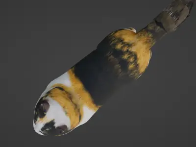 Cat Rigged 3D model