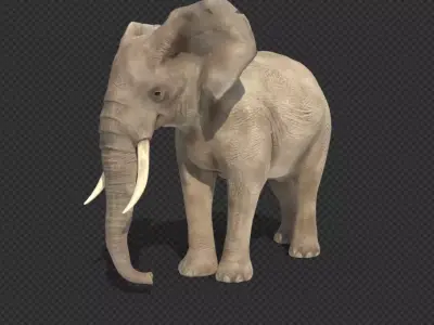 elephant with tusks Low-poly 3D model purchase