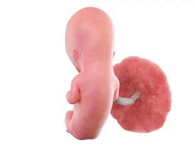 Fetus Week 12 Animated 3D model
