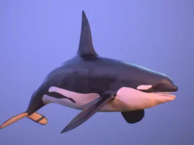 killer whale orca Low-poly 3D model