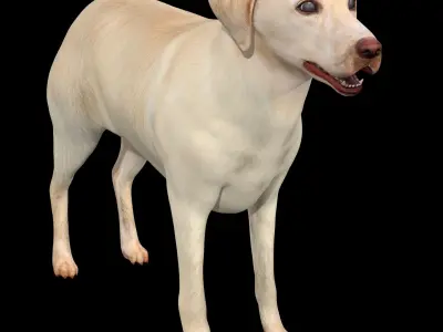 Labrador Retriever Dog 3D model purchase