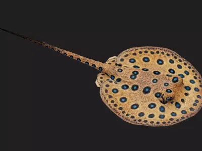 Stingray Low-poly 3D model