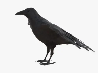 Crow 3D model