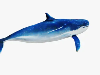 Whale Free 3D model