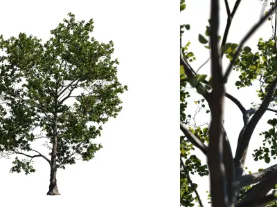Alder Tree 01 Free 3D model
