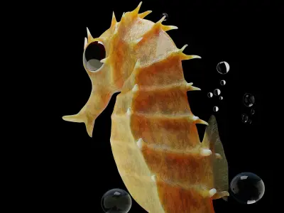 Sea horse 3D model purchase
