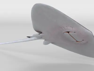 Stingray 3D model purchase