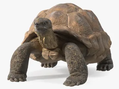 Dirty Old Giant Turtle Stand Pose(1) 3D model