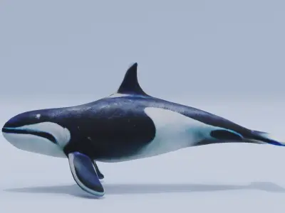 Orca Fish White Shark Low High Poly Low-poly 3D model