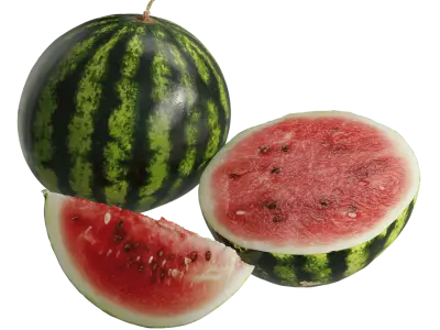  Watermelon Models  purchase