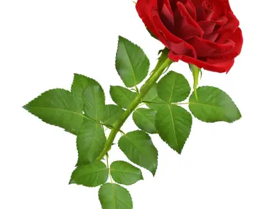 Rose 16 3D model