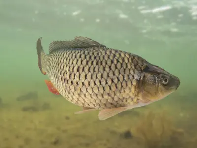 Carp Fish(Animated) 3D model