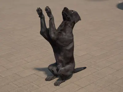 Black Begging Labrador Dog Animated Rigged for Maya 3D model