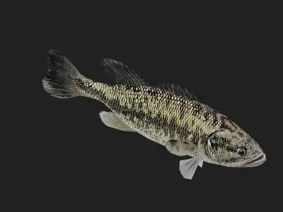 Spottedbass Low-poly 3D model purchase