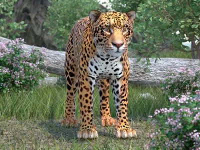 Jaguar 3D model purchase