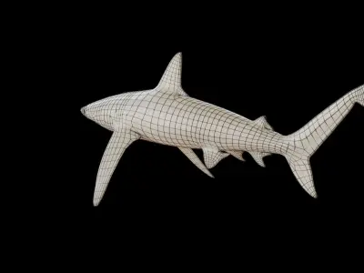 Shark Low-poly 3D model shop