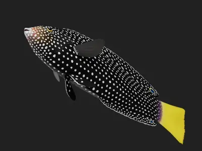 Wrasse Low-poly 3D model 7