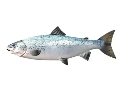 Salmon Fish White 3D model