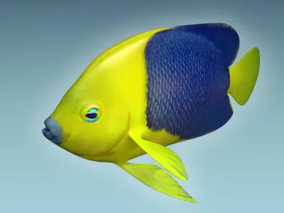 Anglefish 4 angelfish 3D model