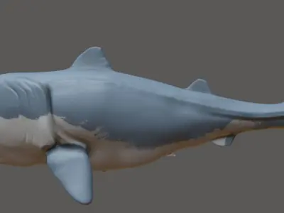 Shark 3D model 15