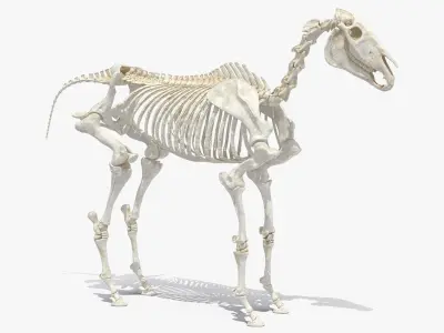 Horse Skeleton 3D model shop