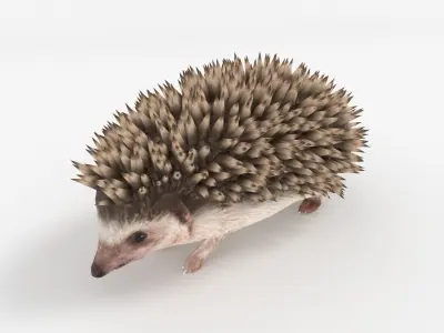 Rigged Hedgehog Low-poly 3D model