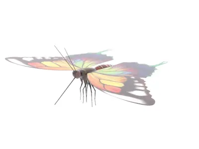 Butterfly 3D Model colorful 3D model