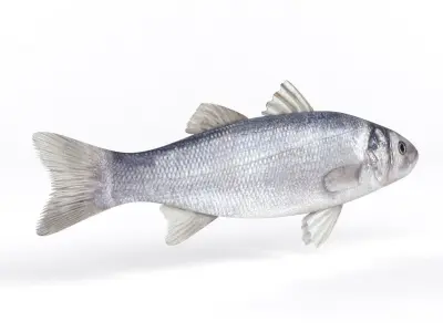 Seabass Fish 3D model get