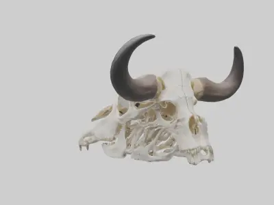 Bison Skull Skeleton model 2 3D model