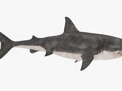 Great White Shark Low-poly 3D model 4