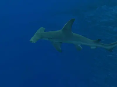 Coral Fish Pack 3D model