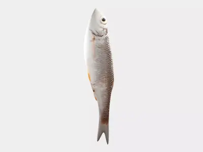 Small fish Low-poly 3D model