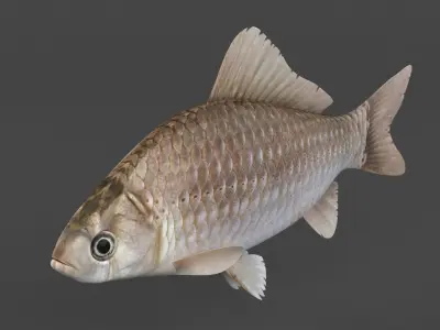 Carp Fish 3D model buy