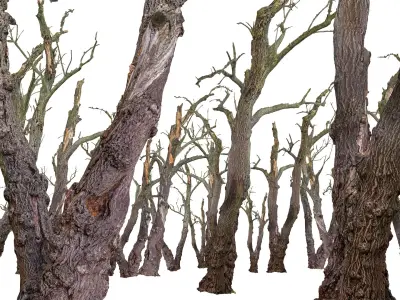 Old Forest 2 ULTRA HD 3D model
