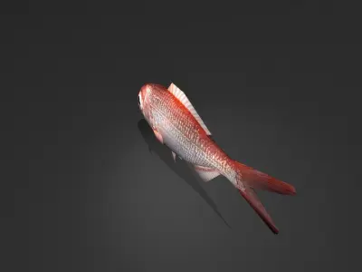Lutjanus Vivanus Low-poly 3D model