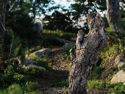  Tall Gnarly Cut Oak Stump Model 