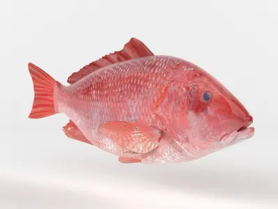 Red Snapper Fish 3D model purchase
