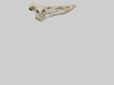 Giraffe Jawbone Low-poly 3D model