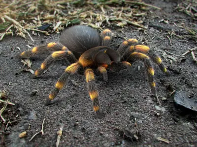 Tarantula Spider Rigged Xgen 3D model