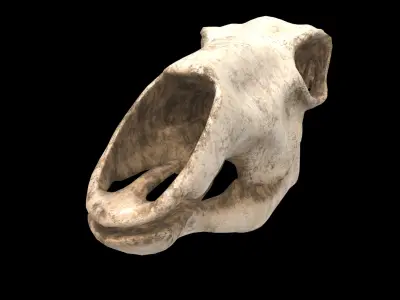 deer skull 3D model