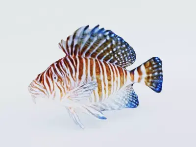 Fish Animal Free 3D model