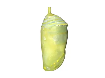 Cocoon butterfly chrysalis Low-poly 3D model