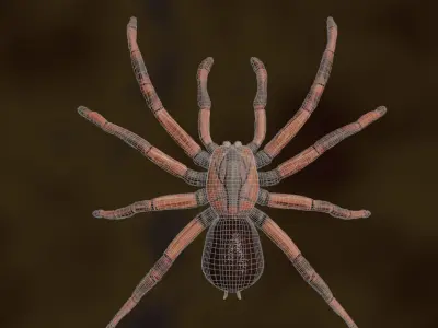 Spider 3d Model Low-poly 3D model