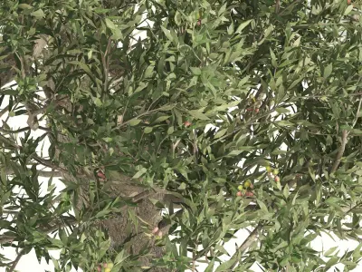  Mediterranean Olive Trees 